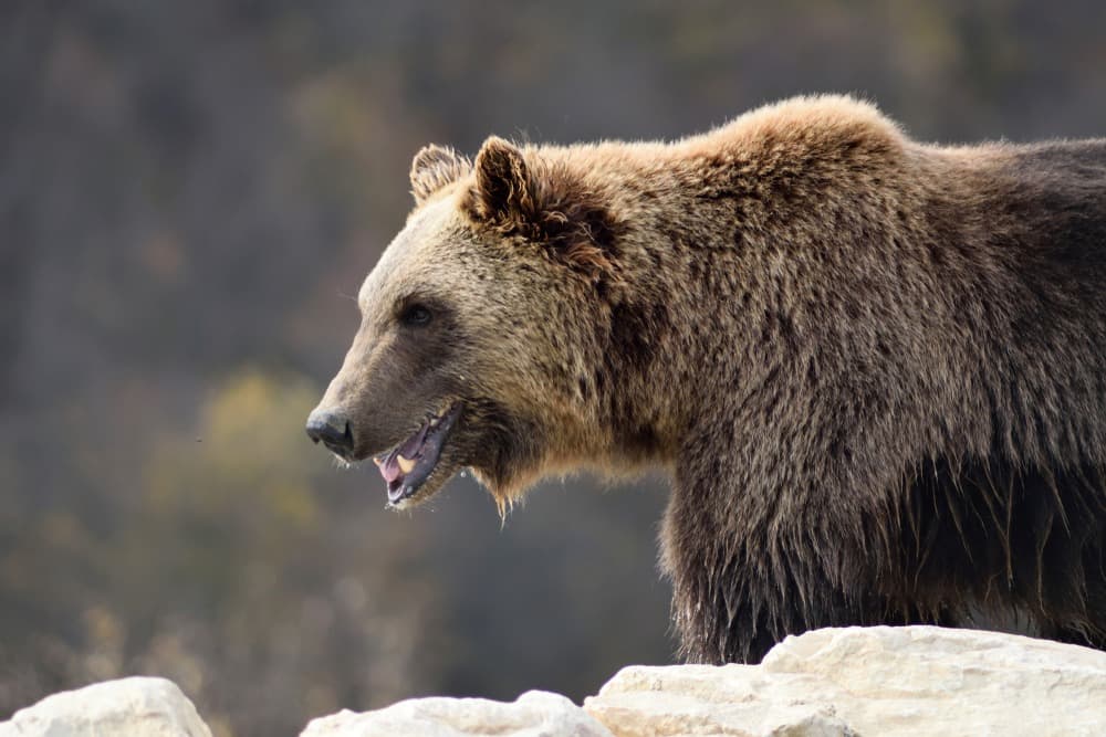 Bear Sanctuary Pristina